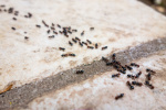 Ameisenbekämpfung