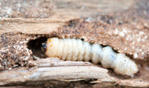 Holzwurm